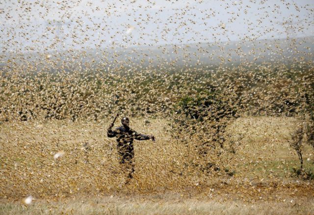 A man holds a stick to fend off a swarm of desert locusts