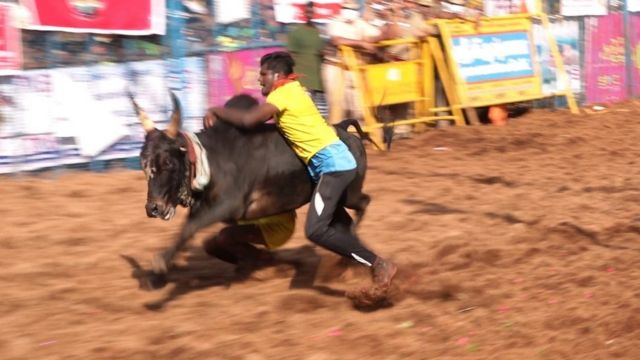 Catching one or two, the bull jumps without looking at anyone