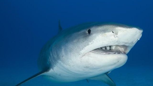 Samaki Papa ambao ni hatari katika fukwe huko Australia