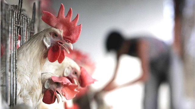 చికెన్.. కోళ్లు.. కరోనా వైరస్