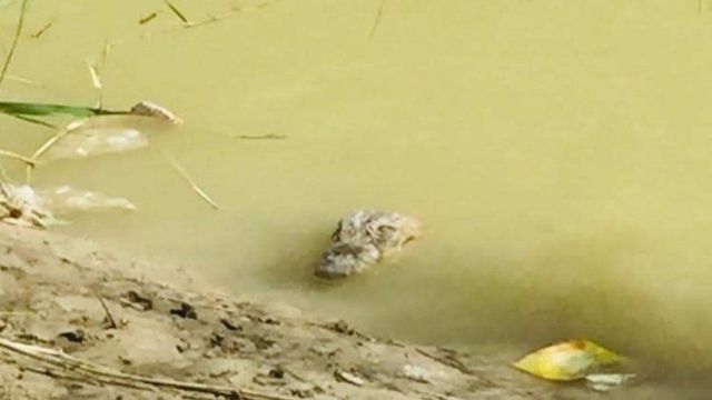 A gando crocodile peers out of the River Bahu-Kalat
