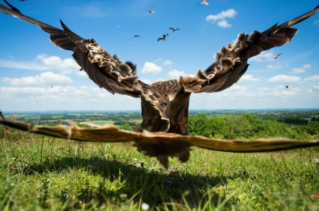 A red kite takes off directly in front of the camera
