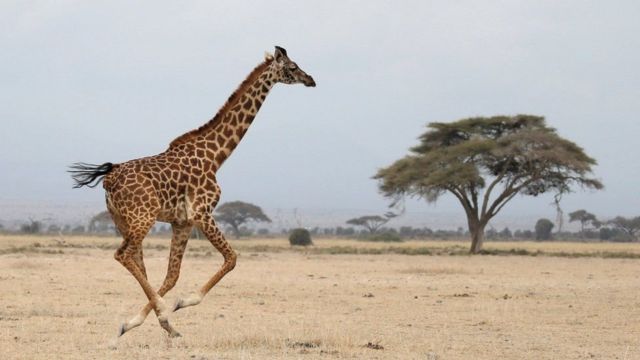 高血压：长颈鹿如何适应超高的血压而不会生病(photo:BBC)