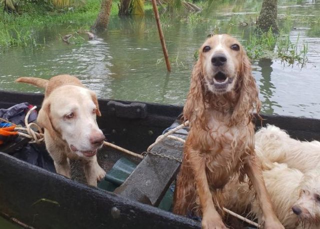 India's 'biggest' pet rescue operation in Kerala floods - BBC News India's 'biggest' pet rescue operation in Kerala floods - BBC News
