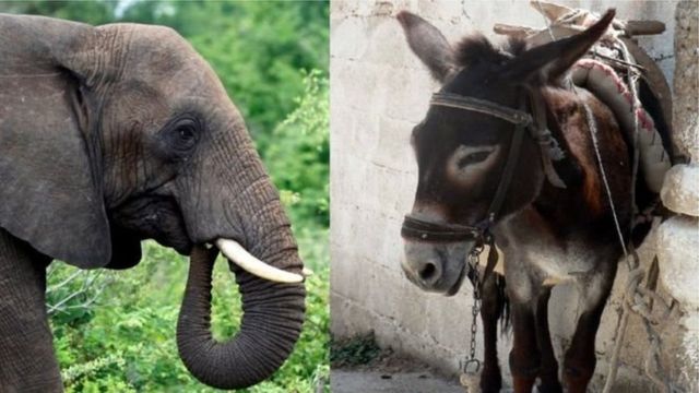 हिलेरी का 'गधा' या ट्रंप का 'हाथी