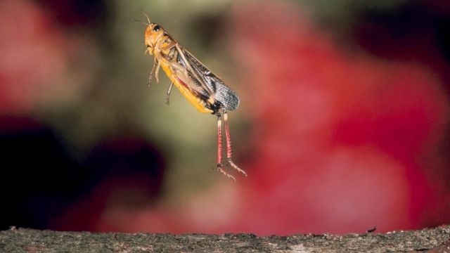 昆虫摄影 慢下来才能看到的世界 c 英伦网