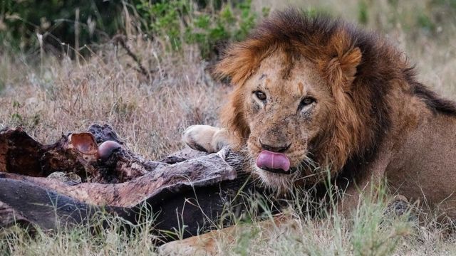 Lion