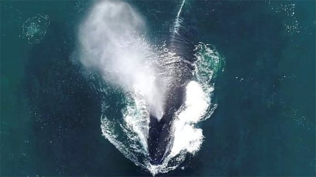 鯨魚如何幫助我們的地球降溫 c News 中文