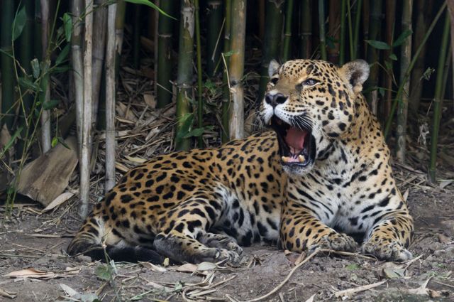 Jaguar (Foto: Katie Chan/WIKIMEDIA COMMONS)