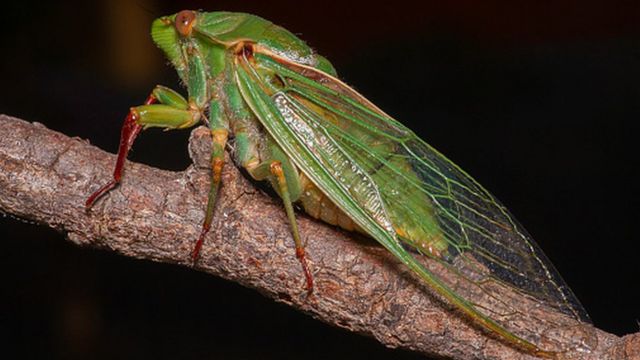 Цикады: почему эти насекомые плачут и что это значит