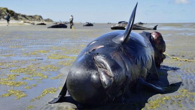 Vojni sonar smatra se jednim od faktora koji navode neke vrste kitova da se fatalno nasuču na obali