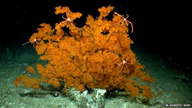 Crabs on cold-water coral (c) JM Roberts/NERC