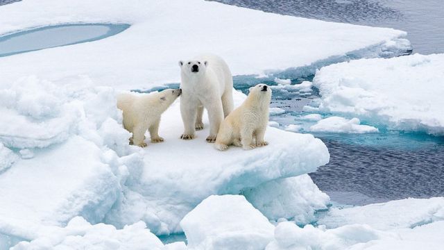 Polar Bears Expend More Energy in a Melting Arctic