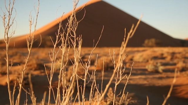 Vegetação seca no deserto