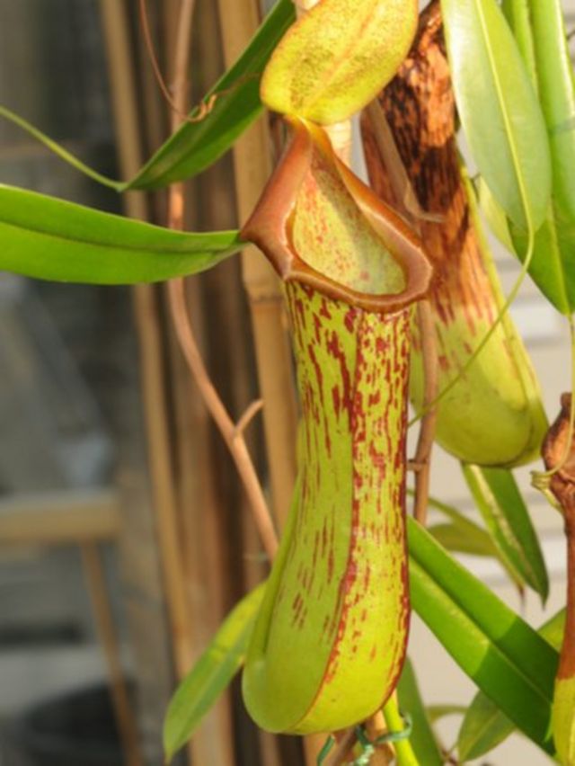 Carnivorous pitcher plant from New Guinea