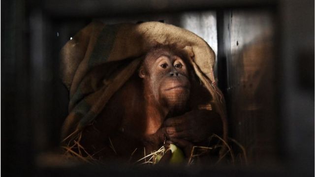 orangutan