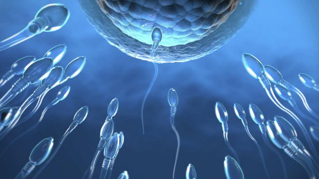 ஆண் விந்தணு