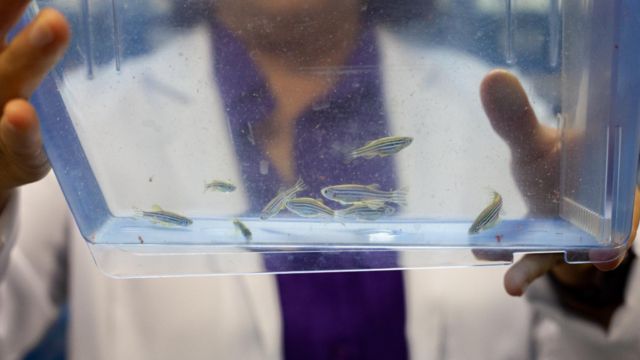 Cientista segurando aquários com zebrafish