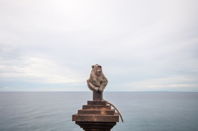 Mono en pedestal