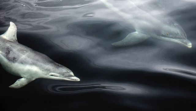 Dos delfines mulares en el agua