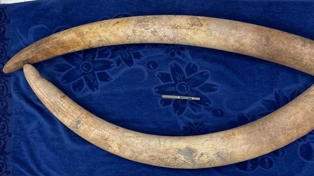 விருதுநகர் மாவட்டம் ராஜபாளையத்தில் யானைத் தந்தம் விற்பனை