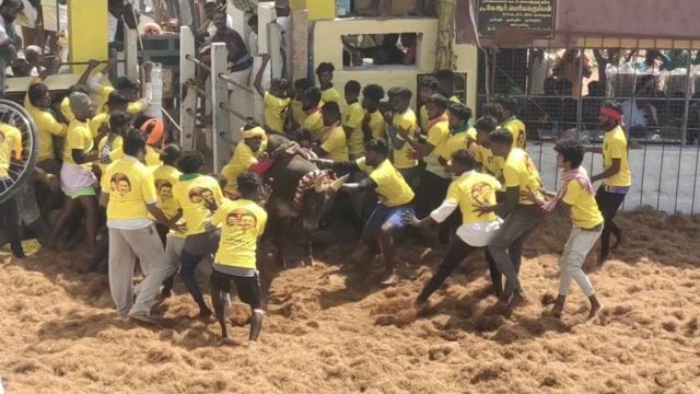 ஜல்லிக்கட்டுக்கும் மஞ்சுவிரட்டுக்கும் என்ன வித்தியாசம்?