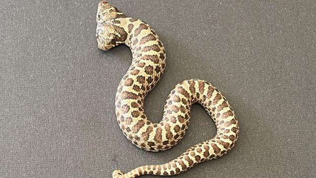 Rare two-headed snake hatches at exotic pet shop in Devon