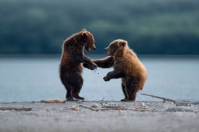 Two grizzly bears standing on their hind legs with both right hand pours touching, givin