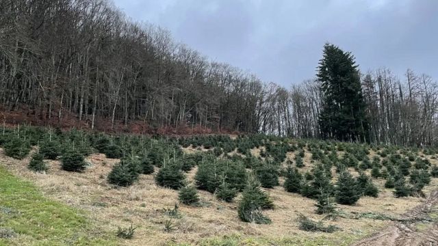 Plantação de arvores de natal na França