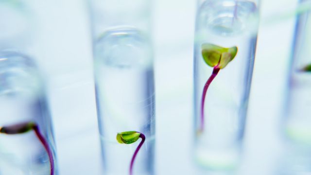 plantas dentro de tubos de laboratorio 
