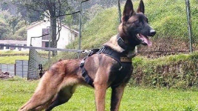 அமேசான் காட்டில் 40 நாட்கள் சிக்கியிருந்த குழந்தைகளை மீட்க உதவிய நாய் - அடர்காட்டில் தொலைந்த பரிதாபம்