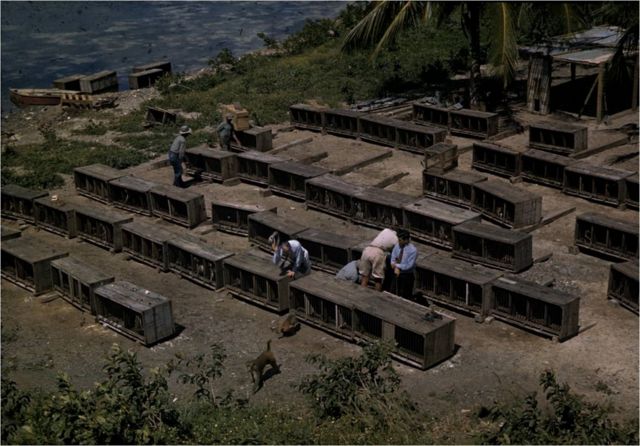 Imagen de 1938 cuando unos 400 monos fueron traídos de India y liberados en Cayo Santiago por el científico Clarence Carpenter. 