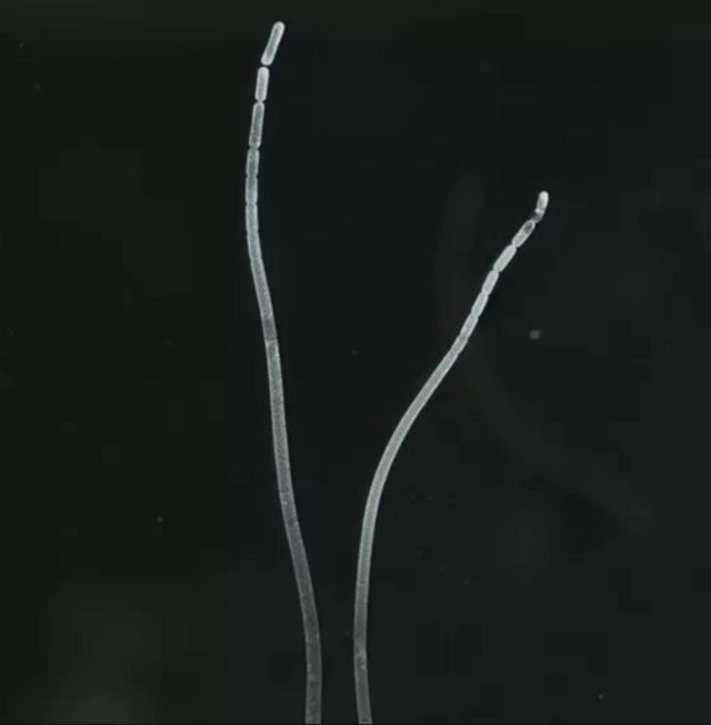 T. magnifica grows up to 2 centimeters long