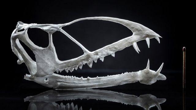 Why aren't pterosaurs classed as dinosaurs? - BBC Science Focus Magazine