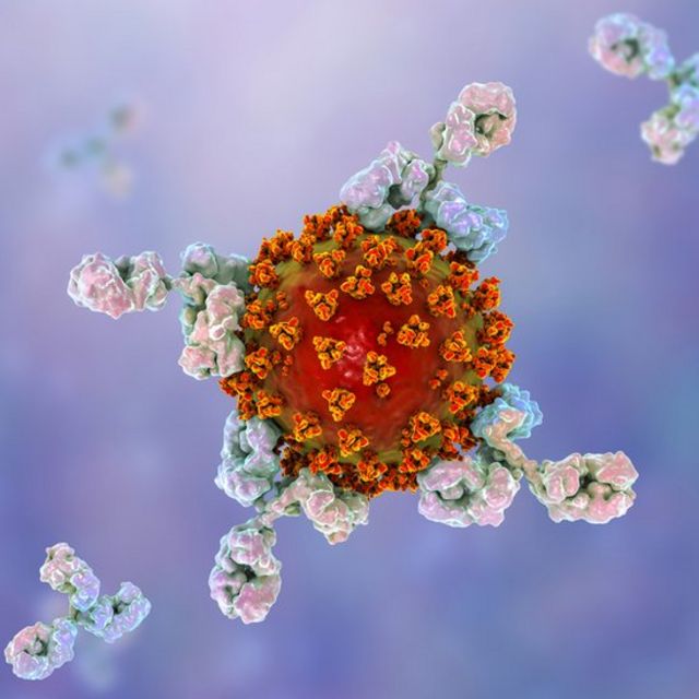 Антитіла атакують коронавірусну фастицю