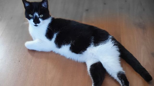 Missing Jersey cat returns home after 12 years - BBC News