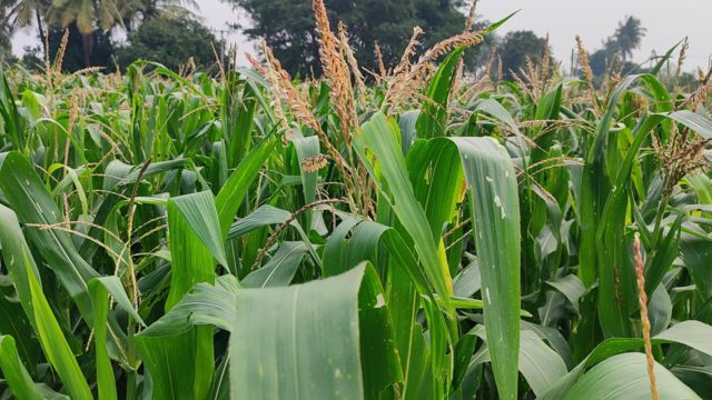 மக்கா சோளம் சாகுபடி பூச்சி தாக்குதல் விவசாயம்