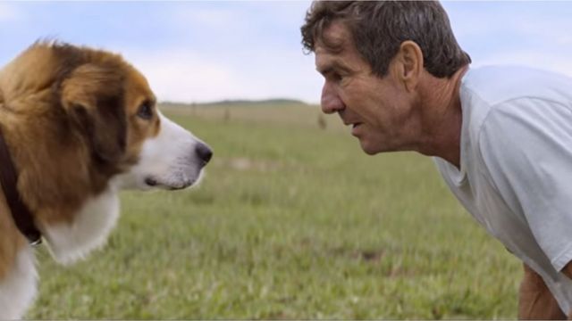 a dogs purpose torrent a dogs purpose torrent