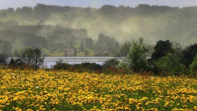 Pollen cloud in Germany