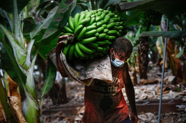 Un trabajador de una platanera en La Palma carga un racimo de plátanos antes de la erupción del volcán