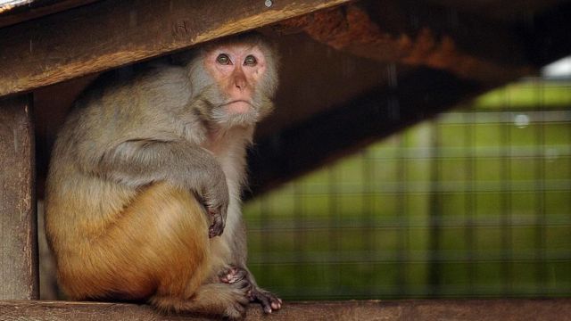 Macaco Rhesus en Reino Unido.