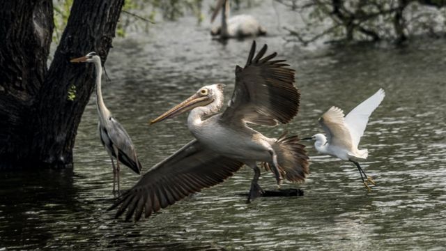 வேடந்தாங்கல் பறவைகள் சரணாலயம்