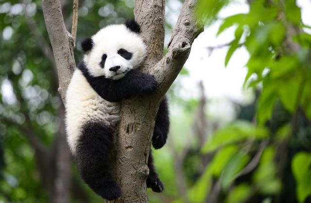 Panda pequeño.