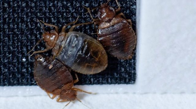 Imagem mostra percevejos em laboratório construído para identificar presença deles