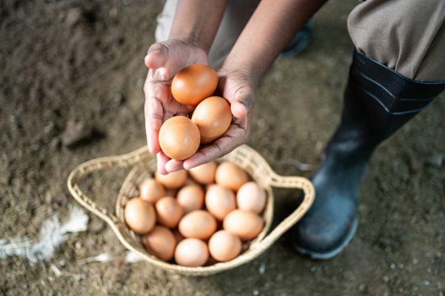 Nutrition : quels sont les bienfaits des œufs pour la santé