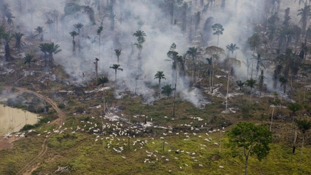 O desmatamento na Amazônia causado por ação humana é um dos grave problemas ambientais do planeta
