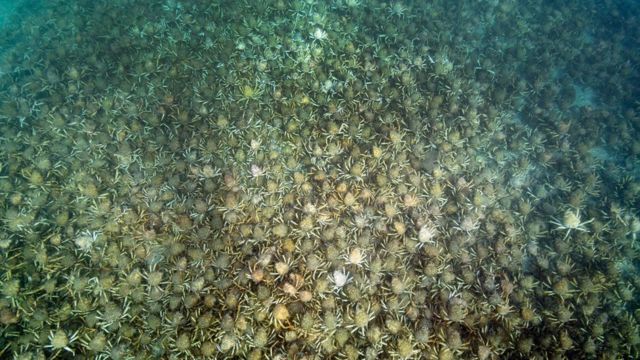 Horda de caranqueijos nos arredores de Melbourne, na Australia
