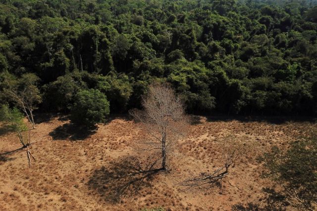 Área com mata e área desmatada no Cerrado, em foto aérea