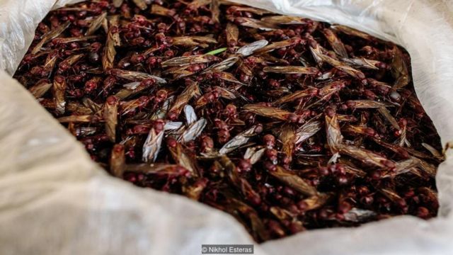 Mexicans have eaten insects since the Mesoamerican times