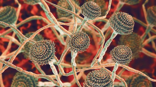The Last of Us: é possível que uma pandemia de fungos crie zumbis na vida  real?, Ciência e Saúde